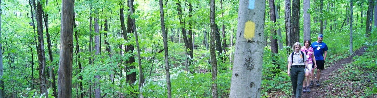 Three people hike along a narrow forest trail surrounded by lush green trees. One tree in the foreground has blue and yellow trail markers painted on its trunk.