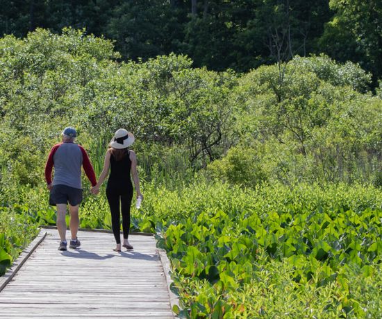 Two people holding hands walk on a wooden boardwalk through lush green vegetation, with dense trees in the background on a sunny day.